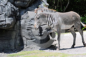 Grevy's Zebra scratching