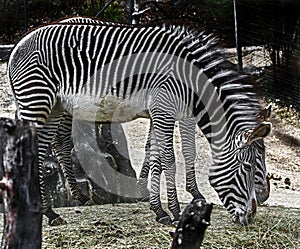 Grevy`s zebras 1