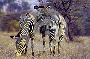 Grevy`s Zebras  10316