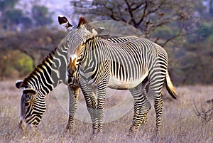 Grevy`s Zebras  10317