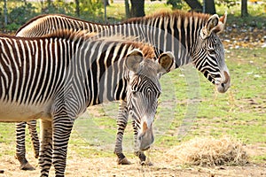 Grevy`s Zebras at Banham Zoo