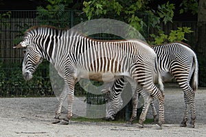 Grevy's zebras