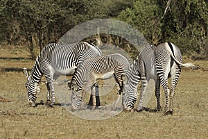 Grevy`s zebras grazing, Samburu, Kenya