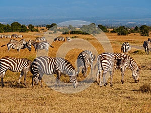 Grevy`s zebras in Maasai Mara reserve, Kenya photo