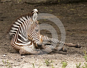 Grevy Zebra