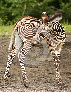 Grevy Zebra