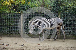 Grevy zebra (Equus grevyi) in the Frankfurt zoo
