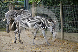 Grevy zebra (Equus grevyi) in the Frankfurt zoo