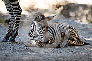 Grevy zebra foal lying on stony ground