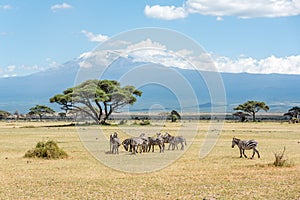Grevy Zebra herd with Kilimanjaro moun in the background in Kenya, Africa