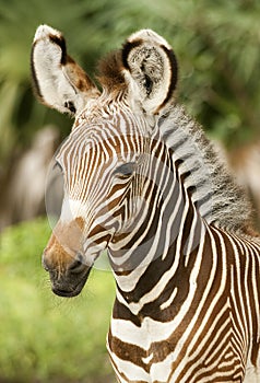 Grevy Zebra Profile