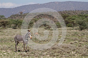 Grevy zebra in Samburu National Park