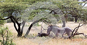 Grevy zebra standing under the tree in the Samburu National park