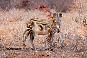 Grevy zebra in Tsavo East