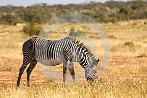 Grevy zebras are grazing in the countryside of Samburu in Kenya