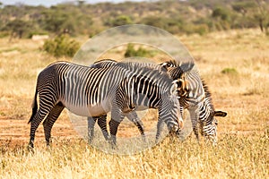 Grevy zebras are grazing in the countryside of Samburu in Kenya