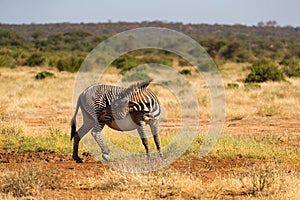 Grevy zebras are grazing in the countryside of Samburu in Kenya