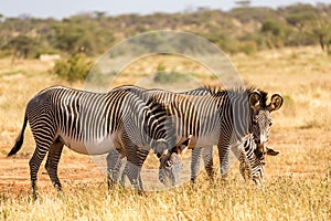 Grevy zebras are grazing in the countryside of Samburu in Kenya