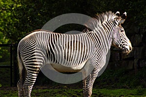 Grevys Zebra