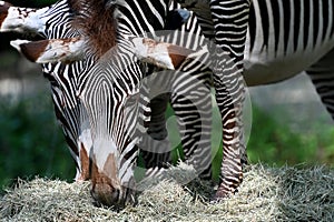 Grevys zebra with beautiful white stripes in the park photo