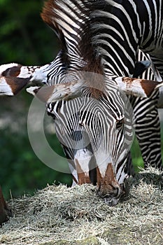 Grevys zebra with beautiful white stripes in the park photo