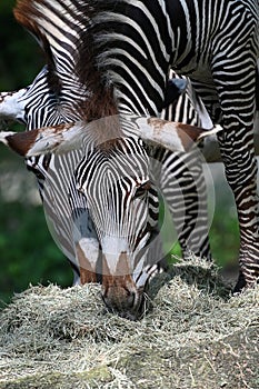 Grevys zebra with beautiful white stripes in the park photo