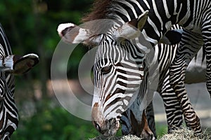 Grevys zebra with beautiful white stripes in the park photo