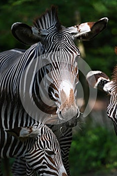 Grevys zebra with beautiful white stripes in the park photo