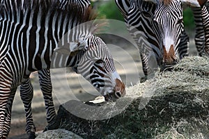 Grevys zebra with beautiful white stripes in the park photo