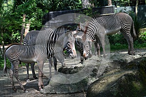 Grevys zebra with beautiful white stripes in the park photo