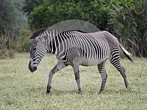 Grevys zebra, Equus grevyi