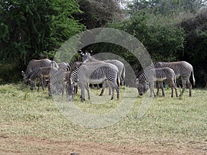 Grevys zebra, Equus grevyi