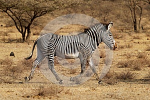 Grevys Zebra - Equus grevyi also Imperial zebra, largest living wild equid, most threatened of the three species, found in Kenya photo