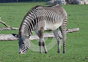Grevys Zebra grazing photo