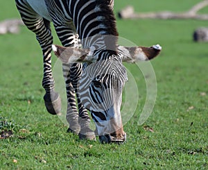 Grevys Zebra grazing