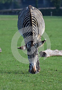Grevys Zebra grazing photo