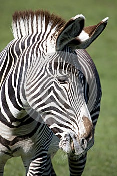 Grevys Zebra photo