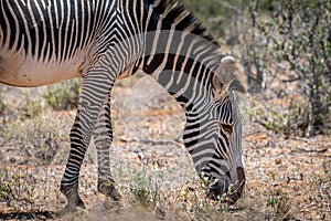 Grevys zebra or Imperial zebra outdoors in the african wilderness in samburu national park in Kenya. photo