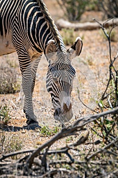 Grevys zebra or Imperial zebra outdoors in the african wilderness in samburu national park in Kenya. photo