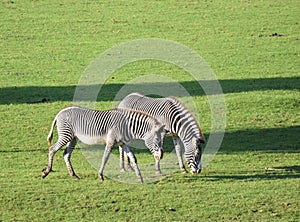 Grevys Zebras