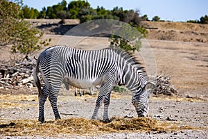 Grevys zebras grazing in pasture on sunny summer day photo
