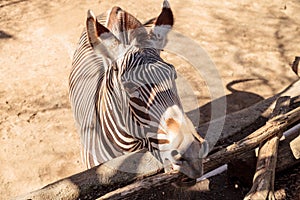 Grevyâ€™s zebra, Equus grevyi