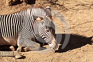 Grevyâ€™s zebra, Equus grevyi