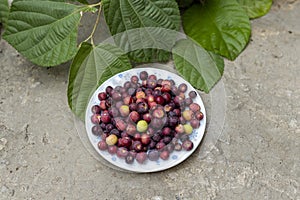 Grewia asiatica fruits commonly known as Phalsa or Falsa fruit full with vitamins and nutritions