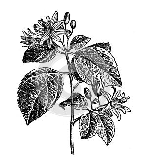 Grewia occidentalis or Crossberry / Antique engraved illustration from from La Rousse XX Sciele