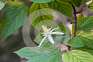 Grewia Oppositifolia in Botanical Garden of Cagliari, Sardinia,