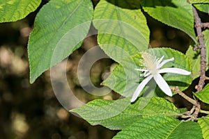 Grewia Oppositifolia in Botanical Garden of Cagliari, Sardinia,