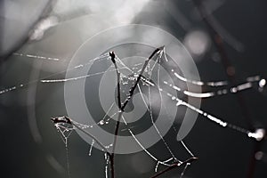 Grey abstraction with a web.