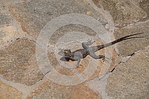 Grey Agama lizard on beige floor, Benguela