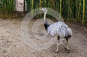 Grey american rhea walking in the sand, big flightless bird from America, Near threatened animal specie